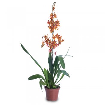 Orquídea Sharry Baby