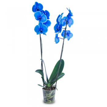 Phaleanopsis Azul